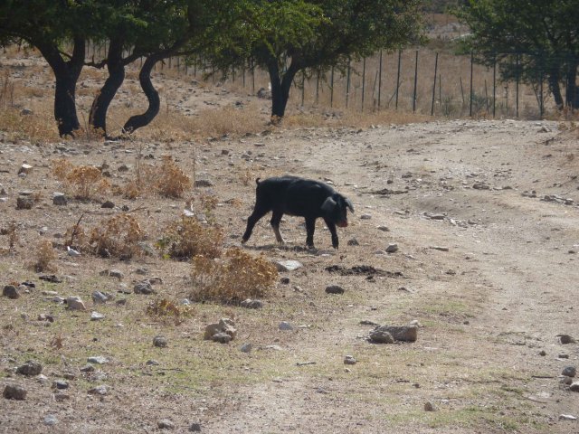 Images de cochon noir de Sardaigne en altitude