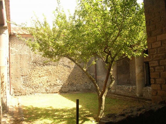 Intérieur arboré de maison dans Pompei