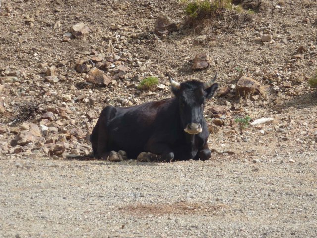 Photos de vache au millieu de nul part dans les montagnes de Sardaigne