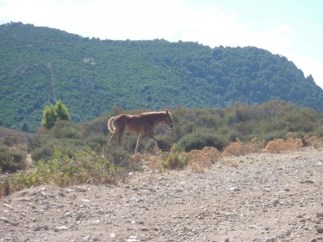 La campagne montagneuse Sarde