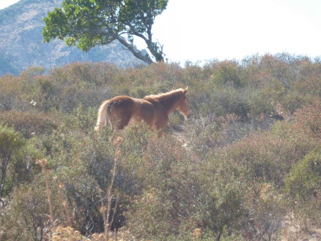 Photos de cheval en Sardaigne