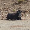 Photos de vache au millieu de nul part dans les montagnes de Sardaigne