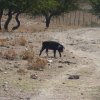 Images de cochon noir de Sardaigne en altitude