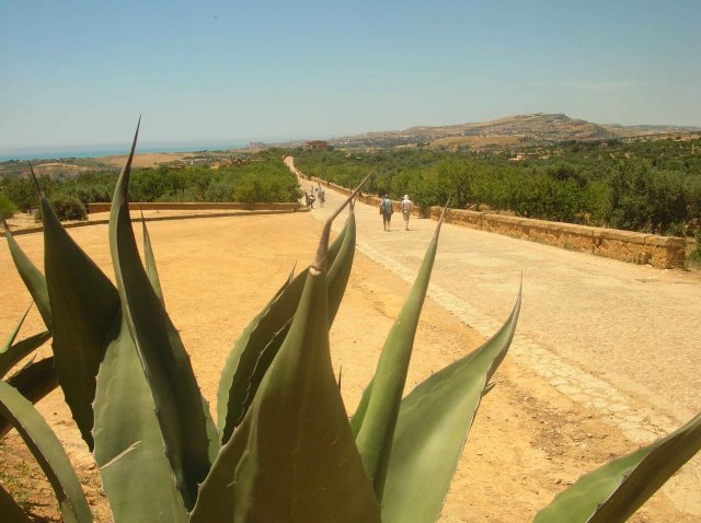 Photo de cactus en Sicile