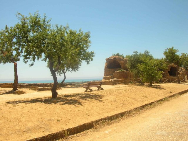arbre sur le chemin de Agrigente