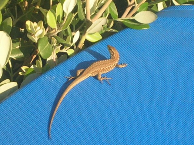 Photo lezard en Sicile