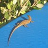Photo lezard en Sicile